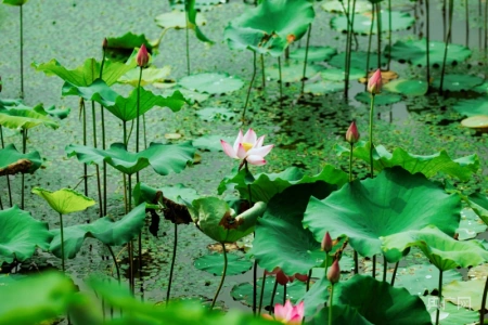 湖湘画卷｜衡东：共赴一场清荷飘香的夏日之约